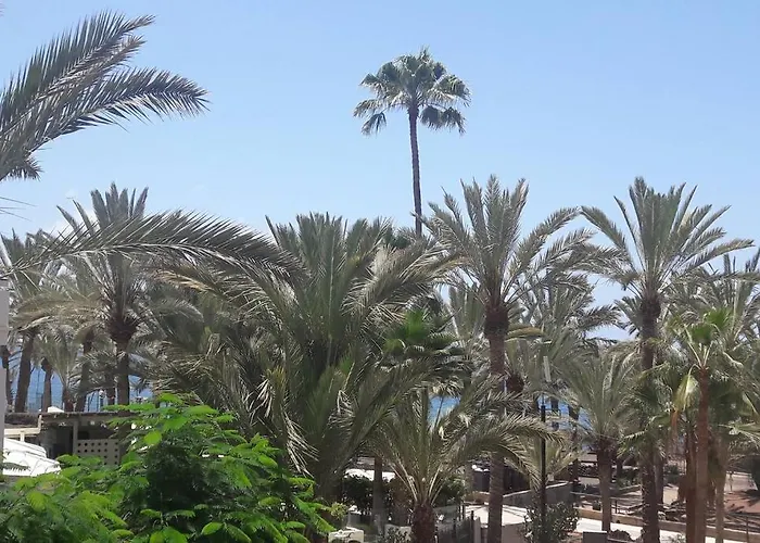 Guayero, Bel A 50m De La Los Cristianos (Tenerife)
